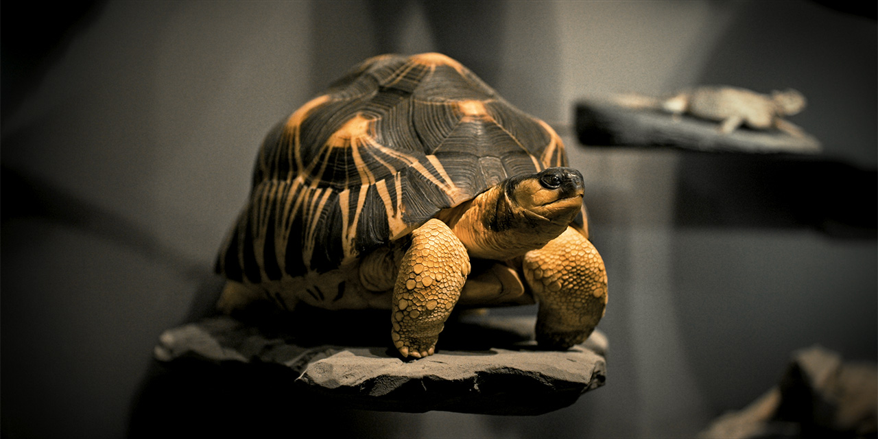 photo: studio carsten nicolai ENDO EXO